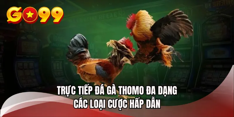 Trực tiếp đá gà Thomo đa dạng các loại cược hấp dẫn